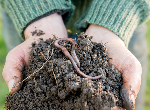 Hands holding soil and worm Shutterstock 