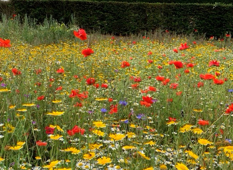 Wildflower meadow at the Eden Project