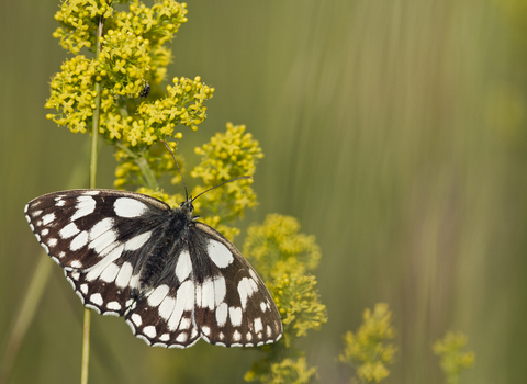 Marbled white on lady's bedstraw by Guy Edwardes 2020VISION