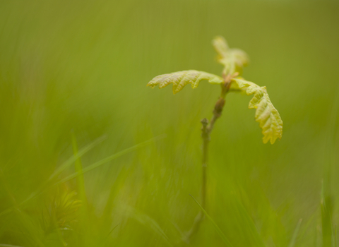 Oak sapling by Mark Hamblin/2020VISION