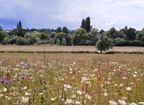 Upper Hayford Meadow