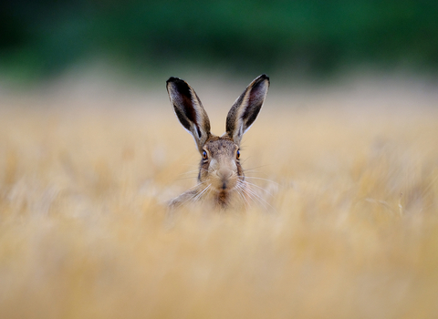 A hare hiding in long grass.