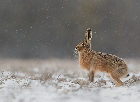 A brown hare, side-on, in snow