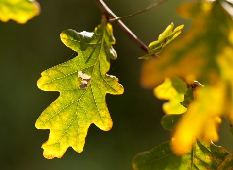 National_Forest Oak Leaf
