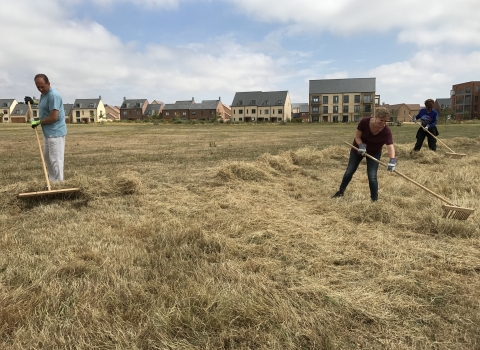 Hay cut Trumpington Meadows