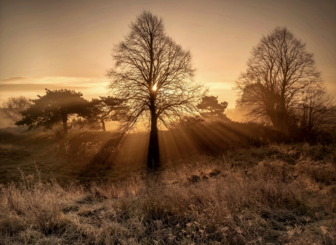 Dawn rising through trees over Bradlaugh Fields nature reserve