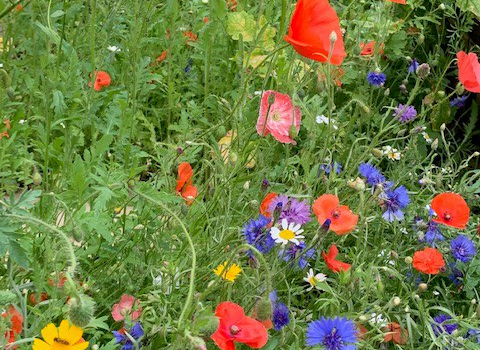 Widlflowers in bloom