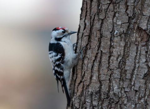 Lesser spotted woodpecker