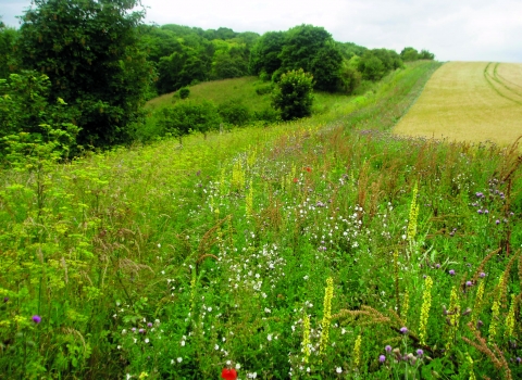 A field margin in full bloom in the Ouse Valley