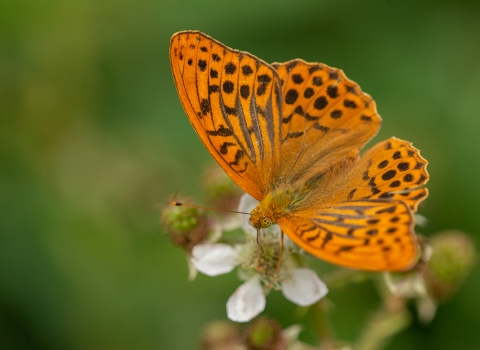 Silver-washed fritillary by Kevin Lunham