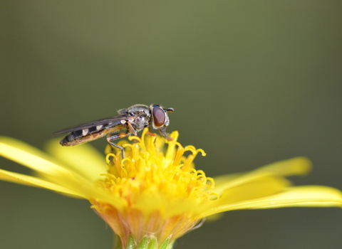 Hoverfly on a yellow flower