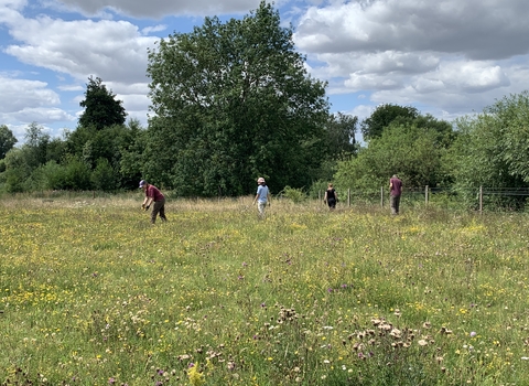 A group of people including staff and volunteers pull ragwort at Trumpington Meadows