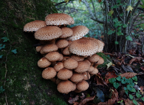 Shaggy scalycap Pholiota squarrosa