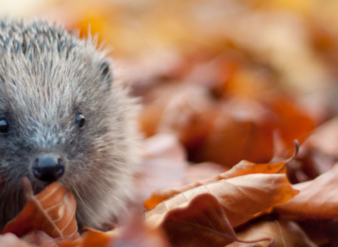 Hedgehog in leaves