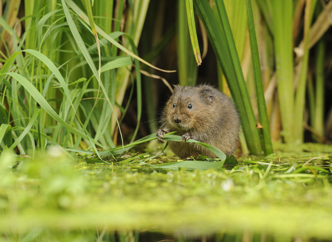 Water vole - Terry Whittaker 