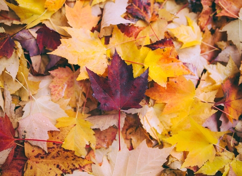 Autumn leaves - Greg Shield 