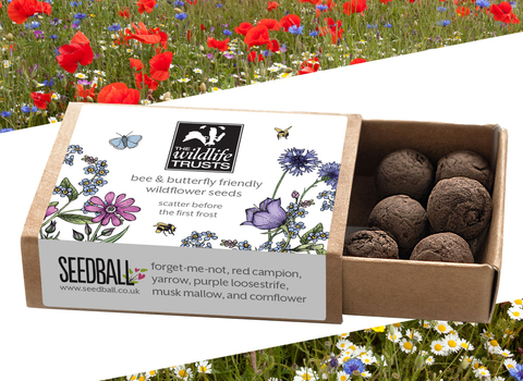 Seedballs Advert