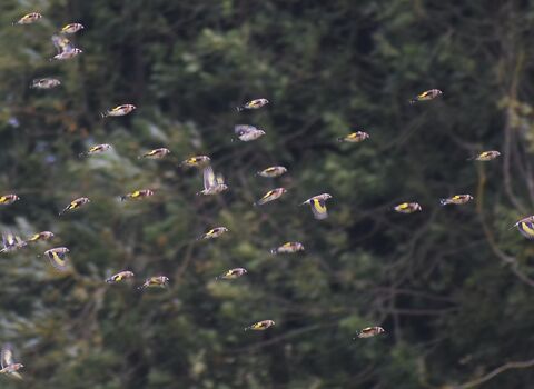 Flock of goldfinches
