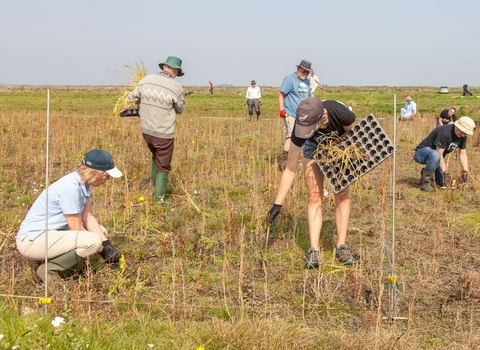 People planting Typha Latifolia