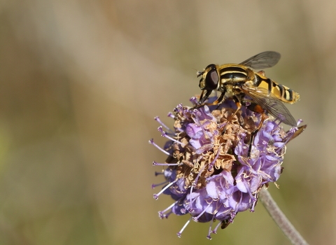 Hoverfly