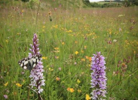 meadow