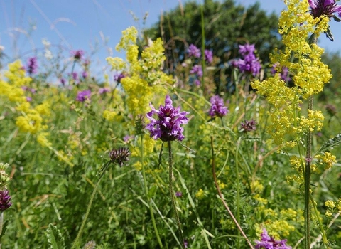 Betony at Upwood Meadows June  - c. Robert Enderby