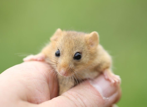 Dormouse Old Sulehay NR - c. Henry Stanier