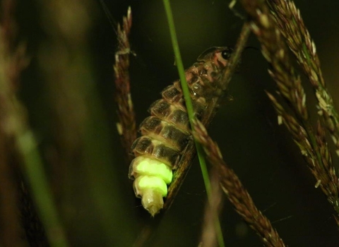 Glow worms at Cherry Hinton Chalk Pits - c.Chris Loades