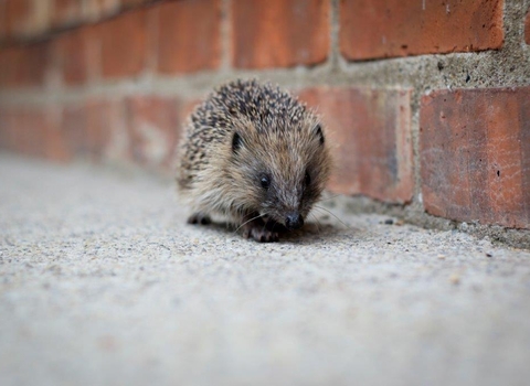 Hedgehog - c. Tom Marshall