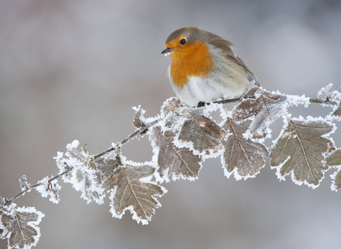Robin on frosted branch at Christmas - Mark Hamblin/2020VISION 