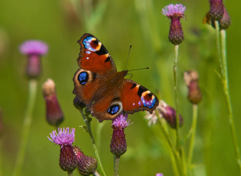 butterfly