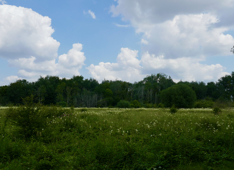 Fulbourn Fen Caroline Fitton