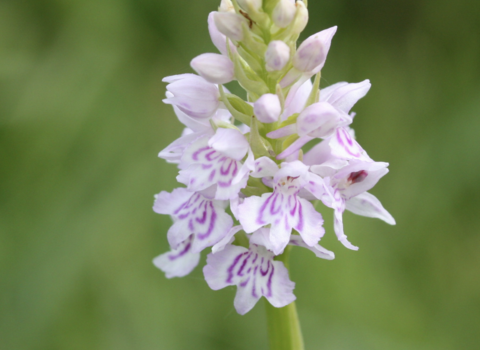 Fulbourn Fen common spotted orchid by Luca Patriccioli