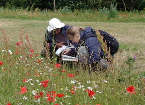 Plant surveying - Nathalie Hueber