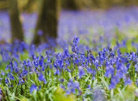 Thorpe Wood Bluebells - Chris Rutter