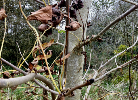 Tree affected by ash dieback