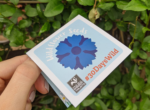 Wildlife Trust Wild Flower Seed Pack