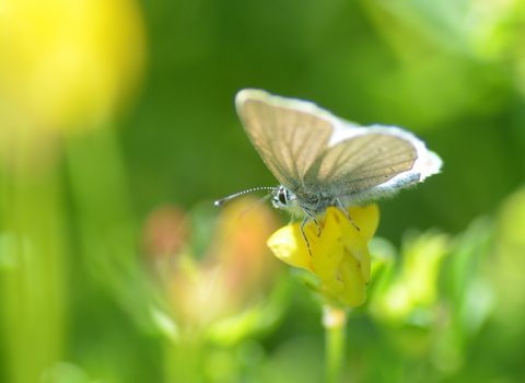 Small blue butterfly sat on a vetch