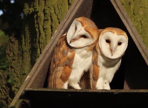 Barn Owls 