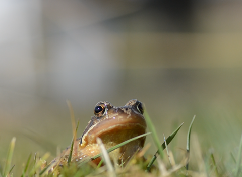 Common toad 