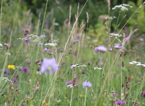 Wildflowers