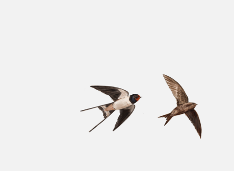 swift and swallow