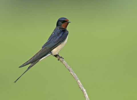 barn swallow wildlife trust