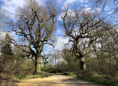 Brampton Wood Oak trees 