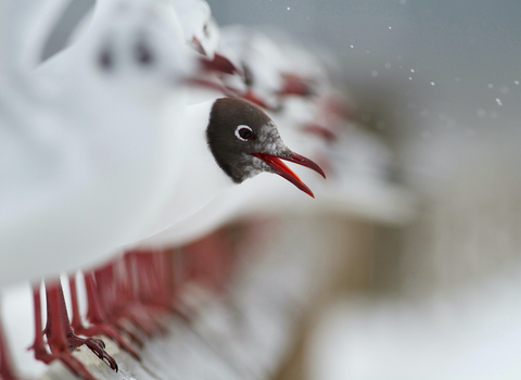 A row of black-headed gulls