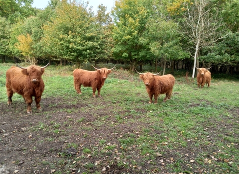 Summer Leys - Highland Cows 