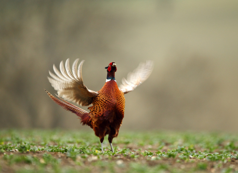 Cock pheasant Luke Massey/2020VISION