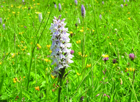 Common spotted orchids at Grafham