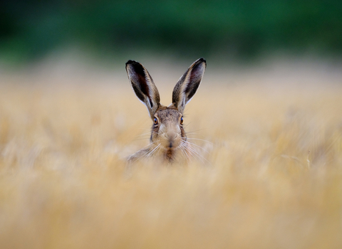Advent day 23 - hare and seek - 2nd prize photo comp 2020 - Janice Elliott