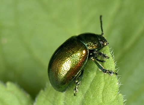 Tansy Beetle - Close up - c. Brian Eversham